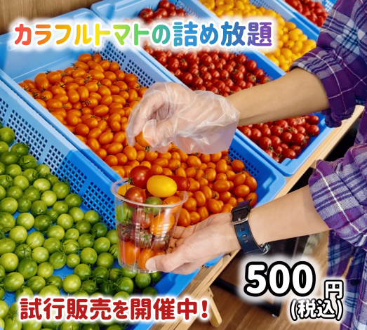 カラフルトマトの詰め放題